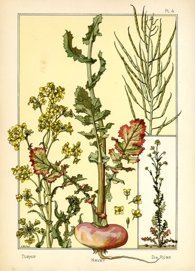 Le navet - J. Milesi